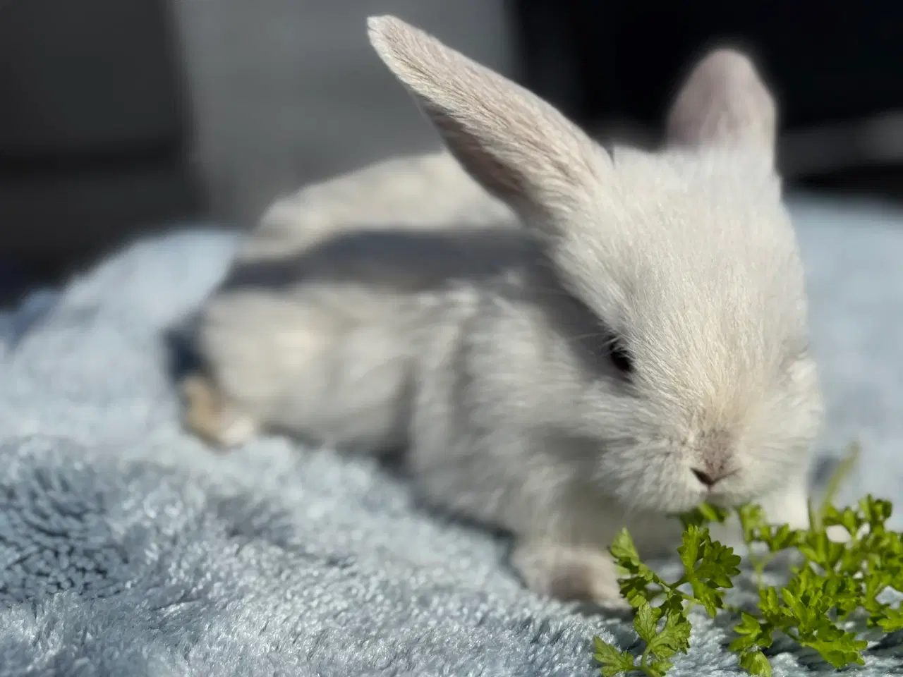 Billede 8 - Mini lop