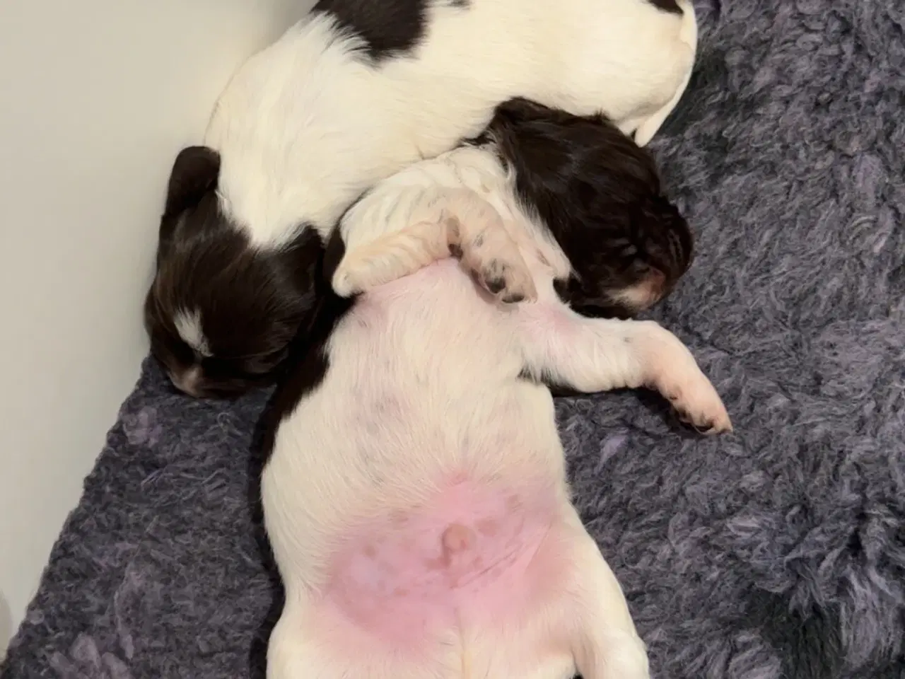 Billede 2 - F.T Springer spaniel