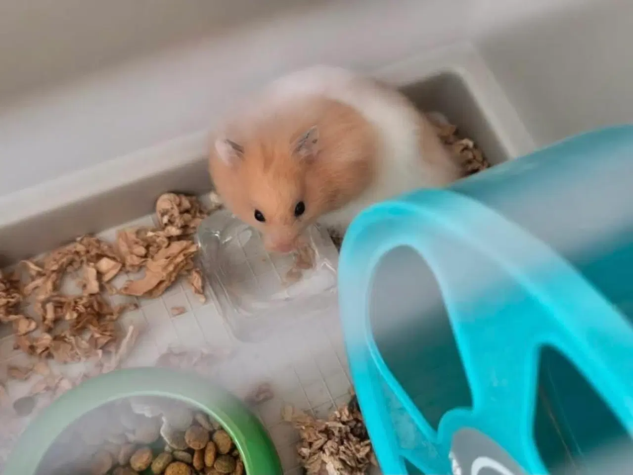 Billede 1 - Guldhamster dreng 