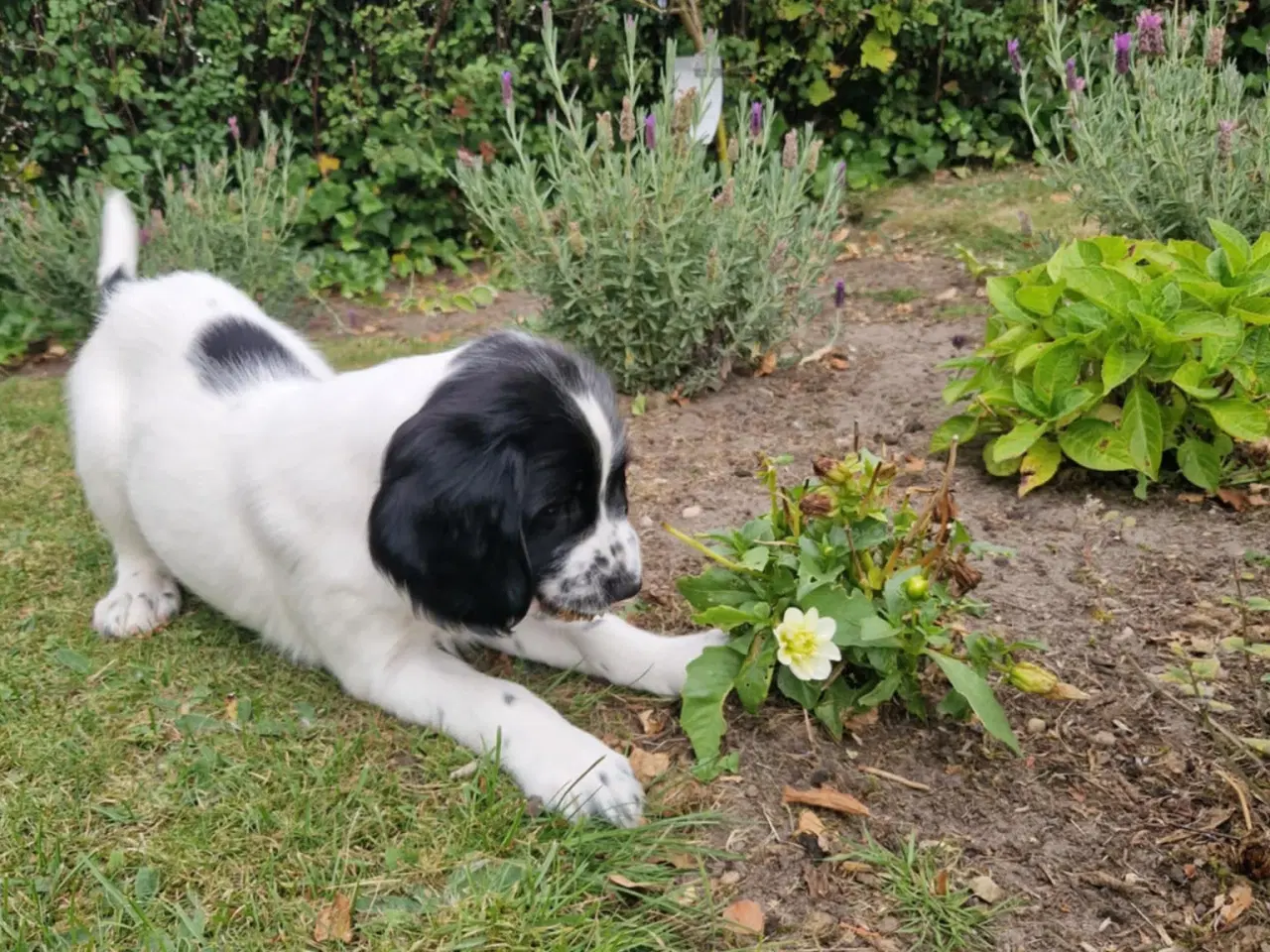Billede 7 - Springer Spaniel 