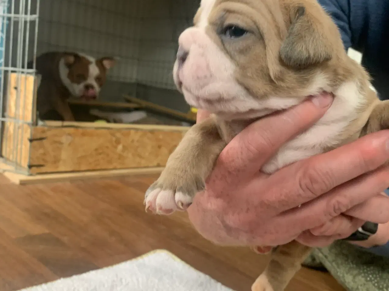 Billede 2 - New English Bulldog hvalpe 