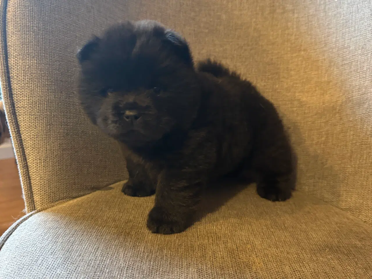 Billede 20 - Chow chow