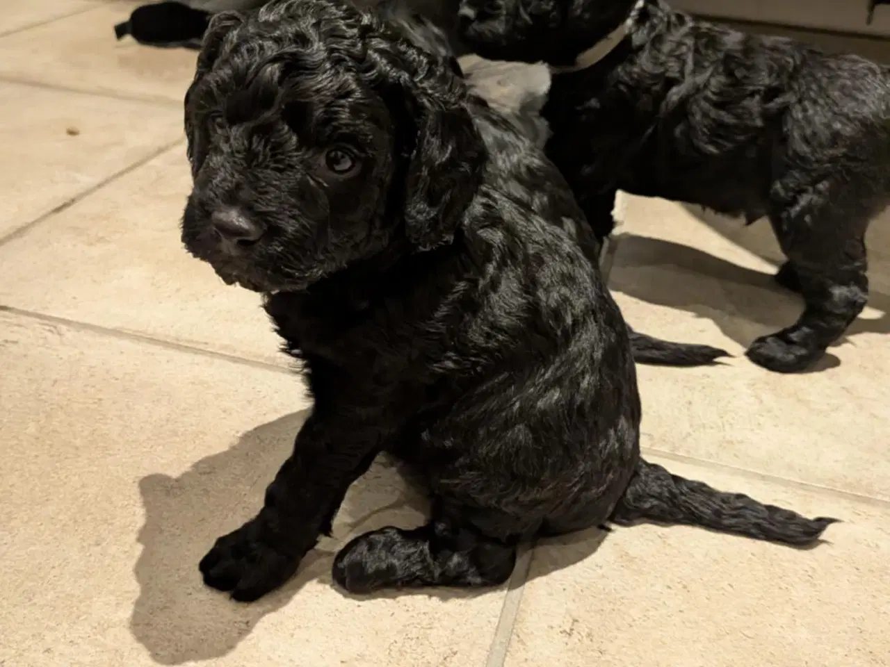 Billede 4 - Springer Doodle hvalpe