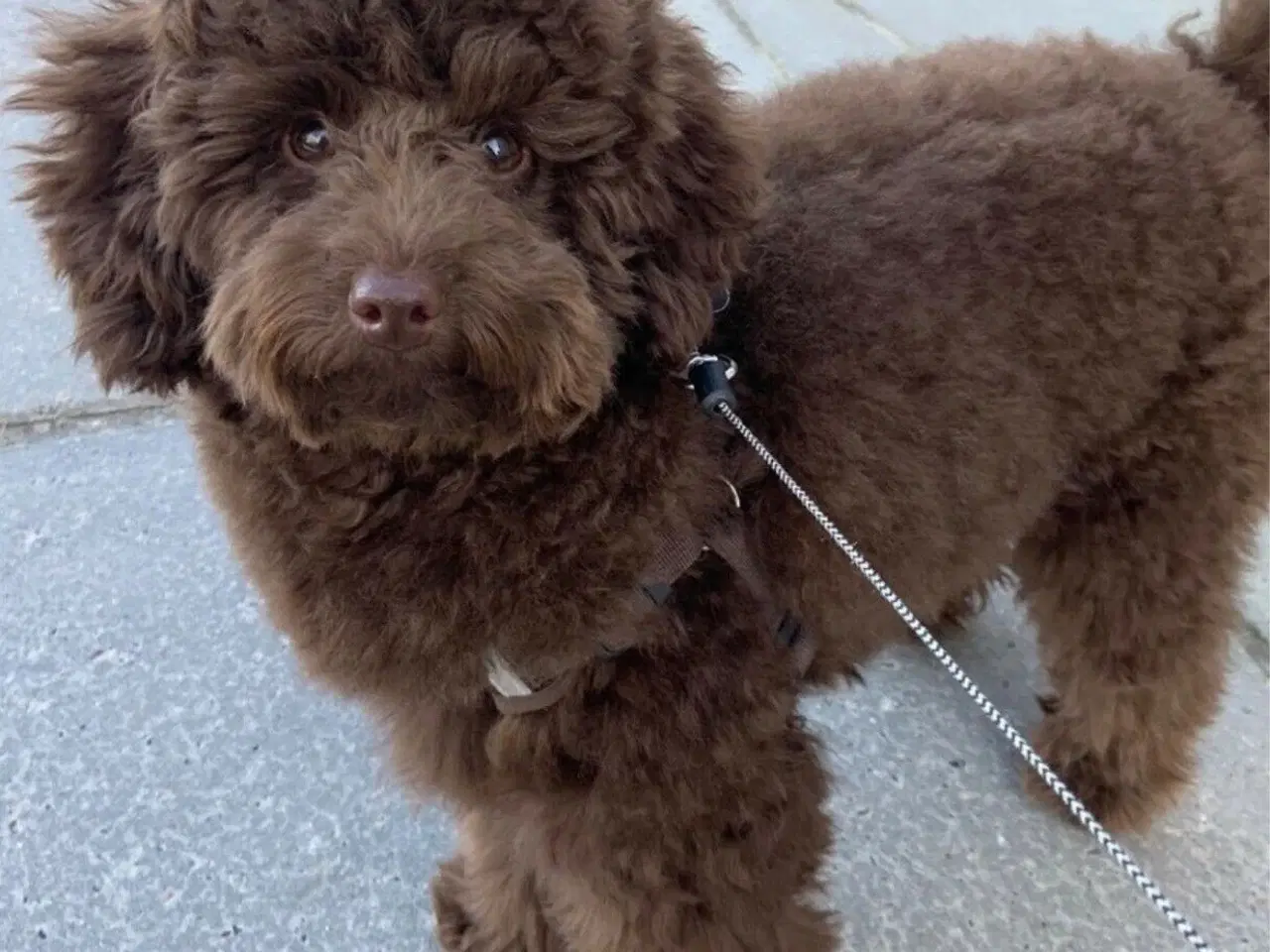 Billede 5 - SHIH-POO hvalpe 