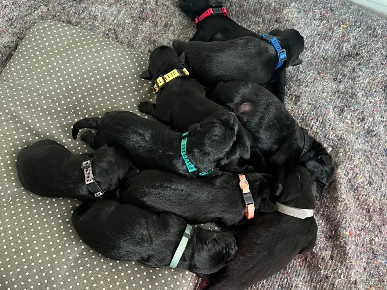 Billede 1 - Sorte labradorhvalpe med stamtavle og jagtlinjer