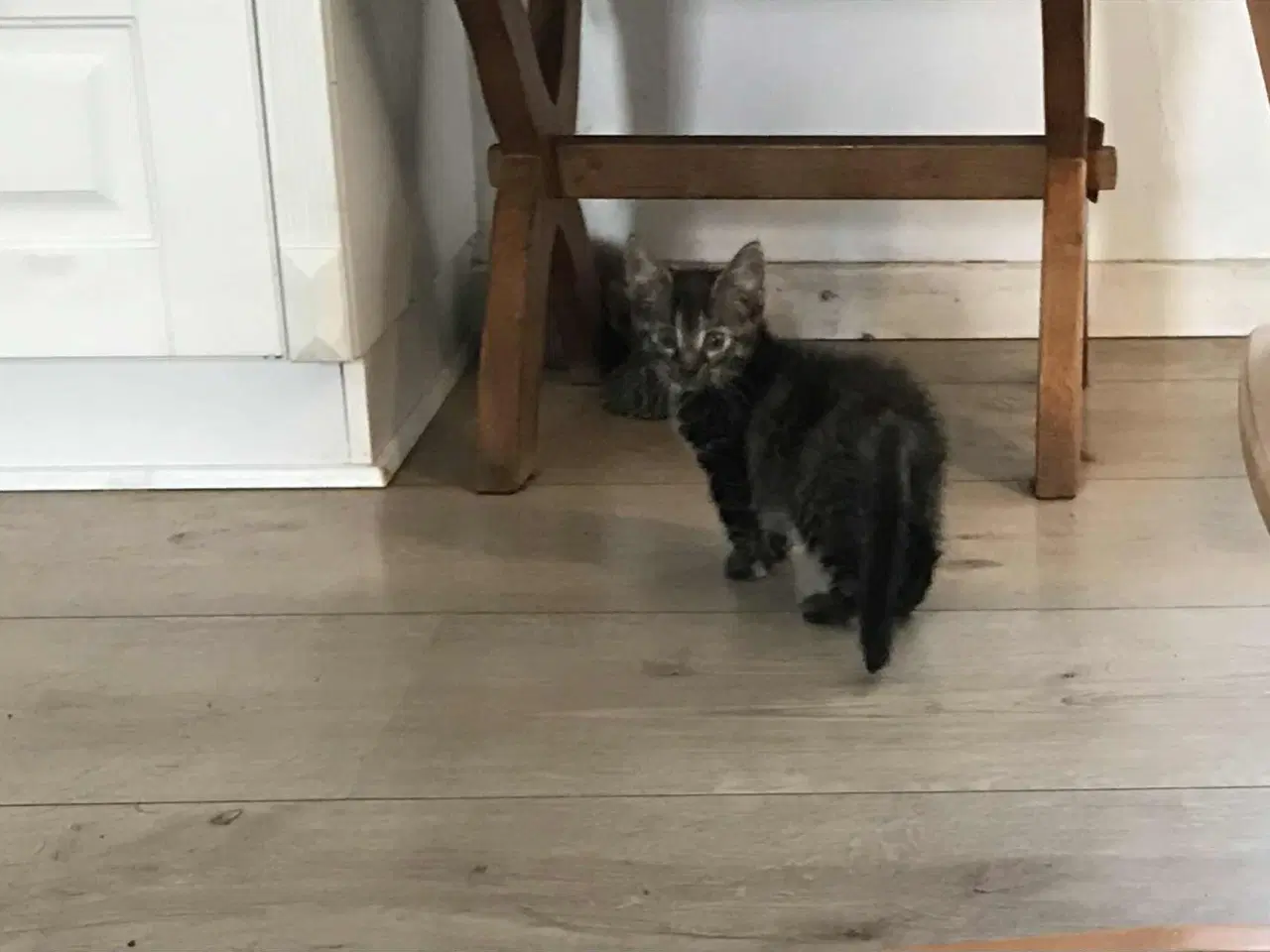 Billede 13 - Kattekillinger, opflasket i huset søger nye hjem