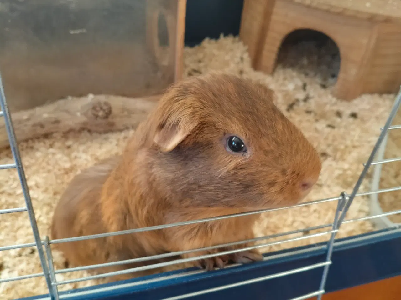 Billede 7 - To han marsvin søger nyt hjem