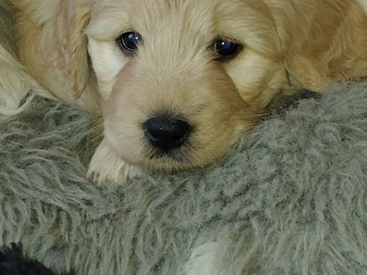 Billede 2 - Dejlige bamser 