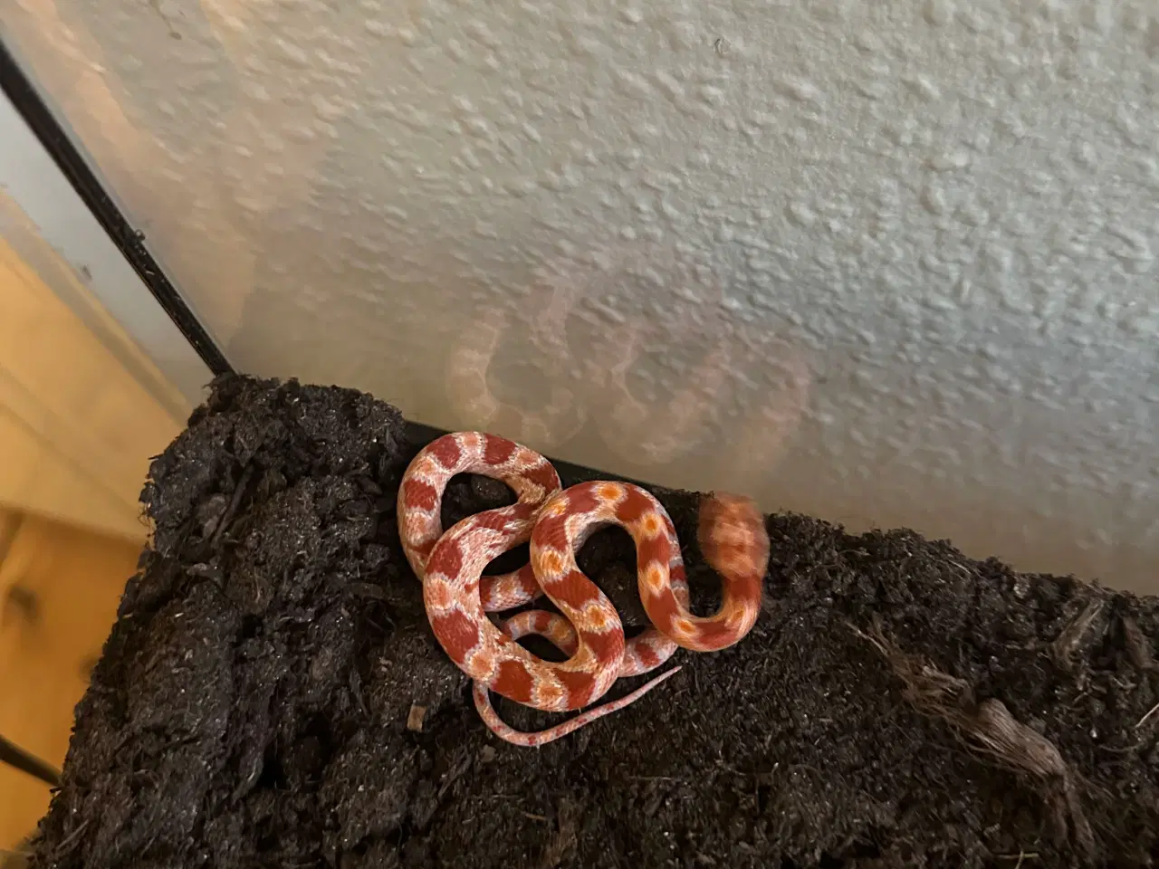 Billede 10 - Spritnyt Kornsnog-setup (Nypris 5000,-)