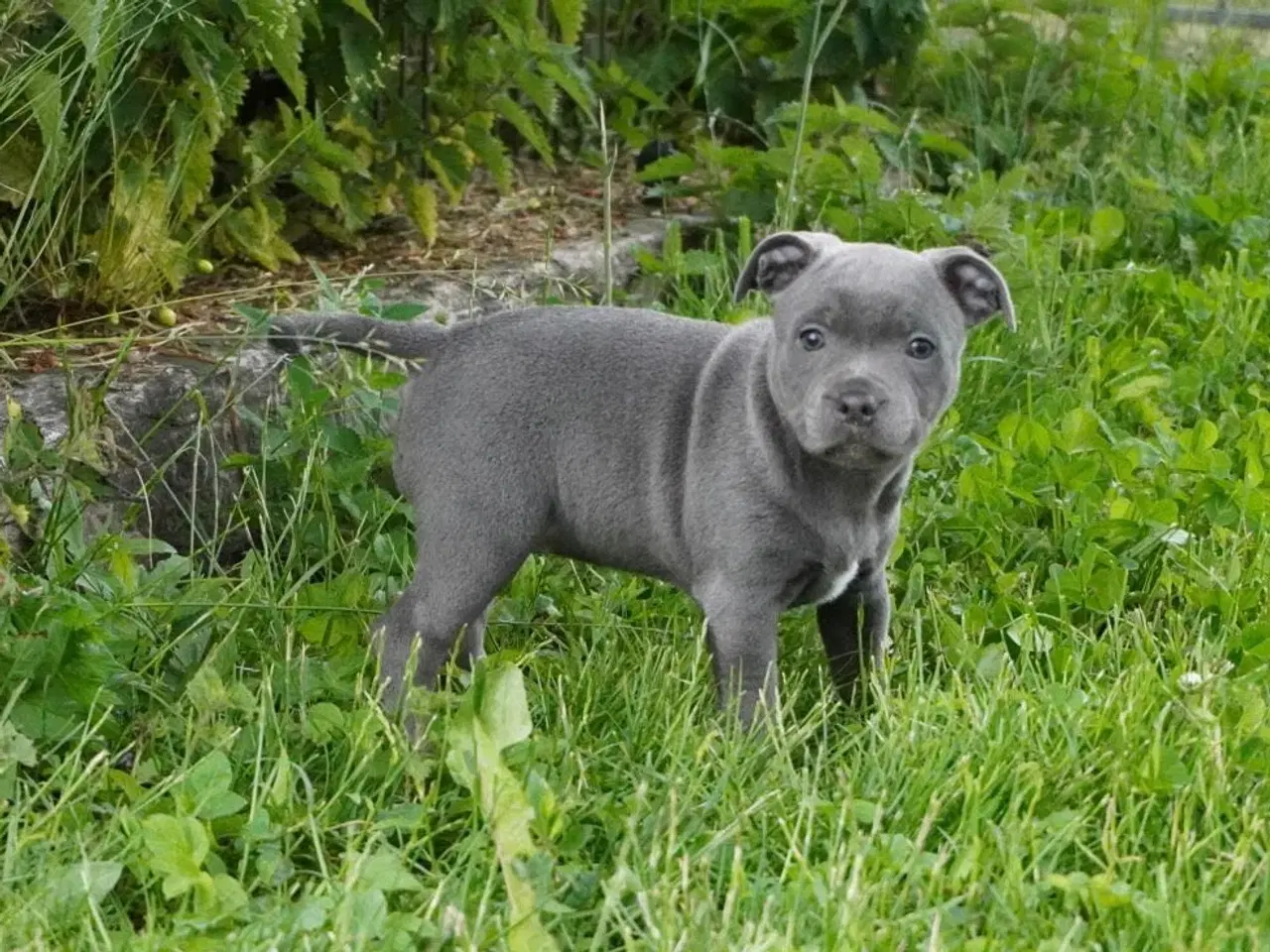Billede 4 - Engelsk staffordshire bullterrier