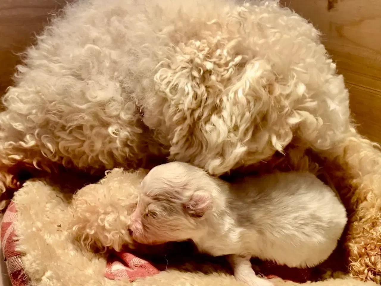 Billede 1 - Pudel / Bolognese