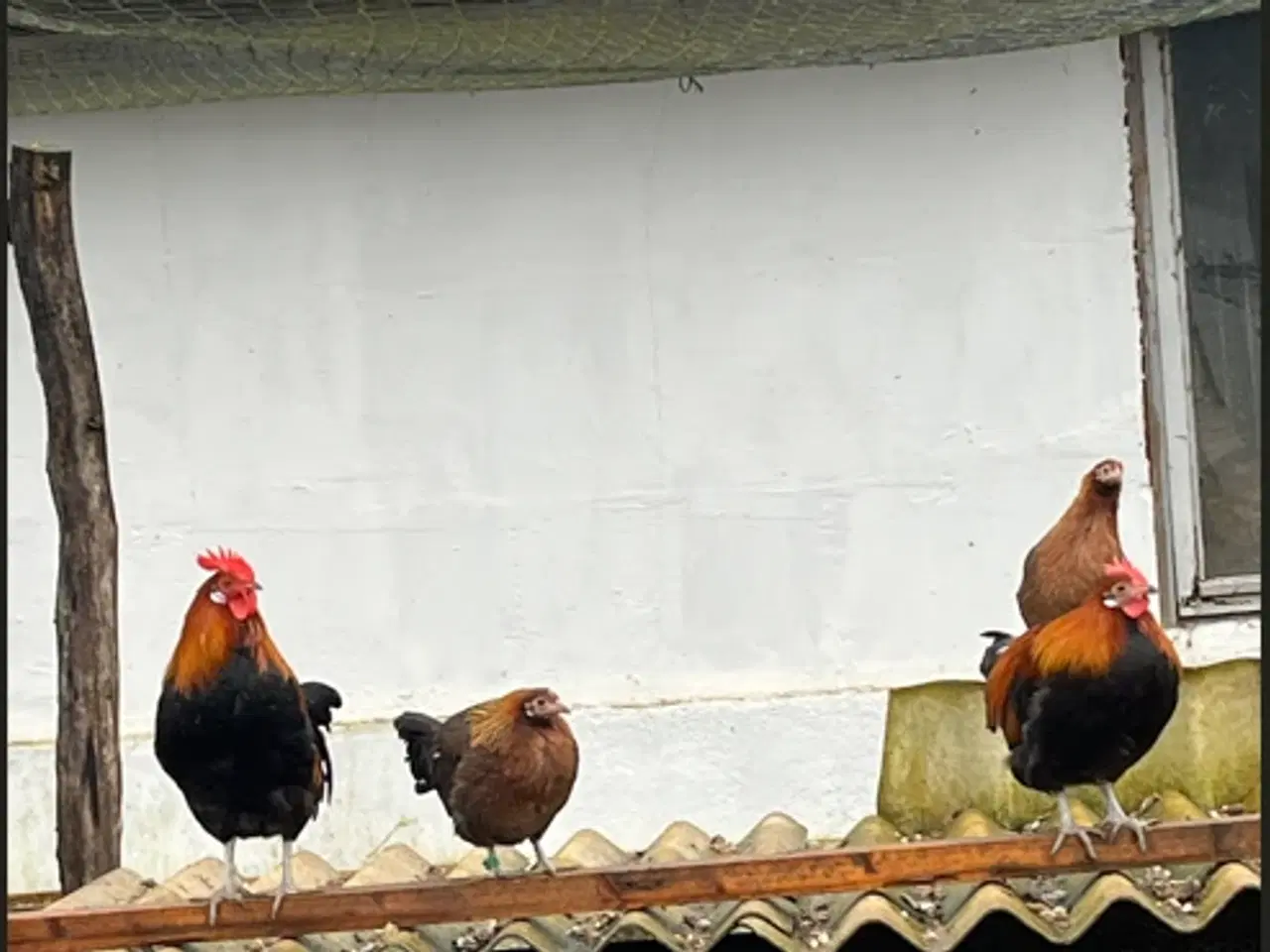 Billede 2 - Gammel landrace høns og kokke