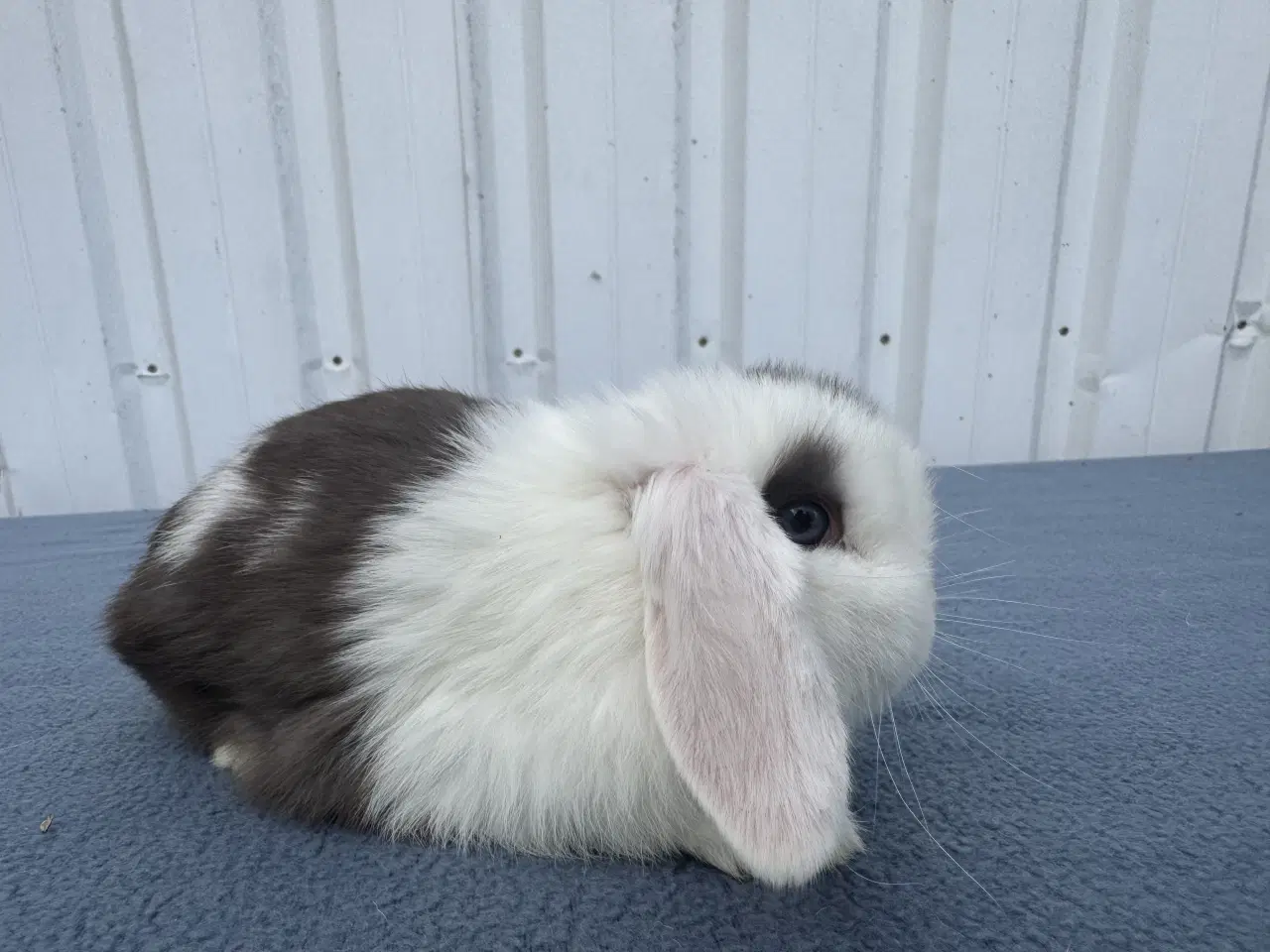 Billede 3 - Mini lop hankanin