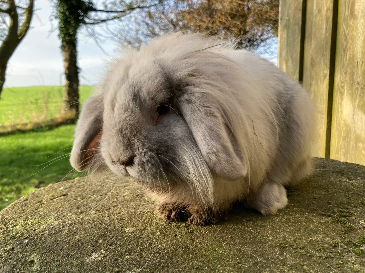 Billede 3 - Lulu søger et kærligt hjem