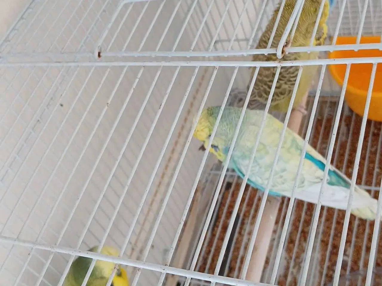 Billede 10 - Engelske undulater 