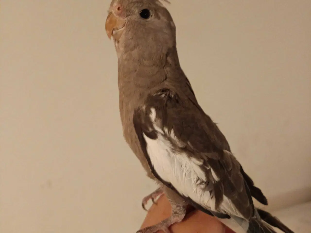 Billede 3 - Nymfeparakit 0 år