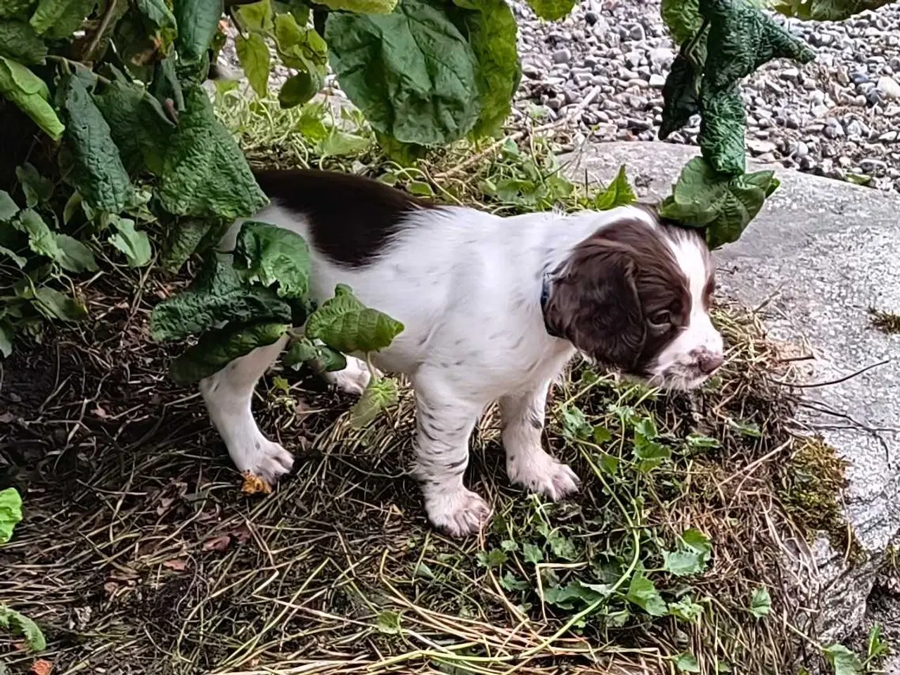 Billede 6 - FT Springer spaniel
