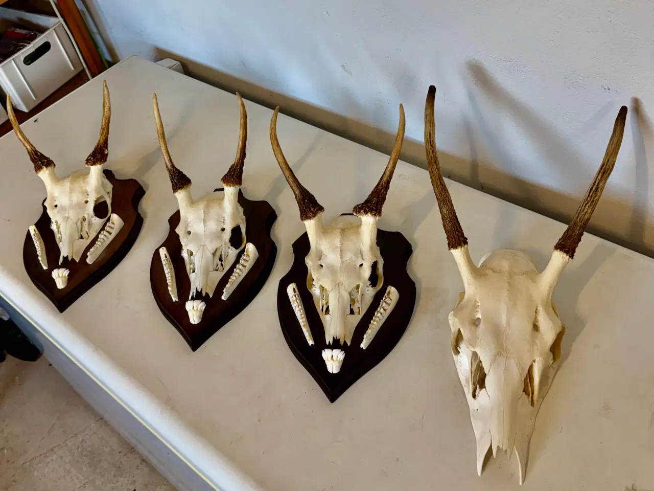 Billede 2 - Jagttrofæ sælges 