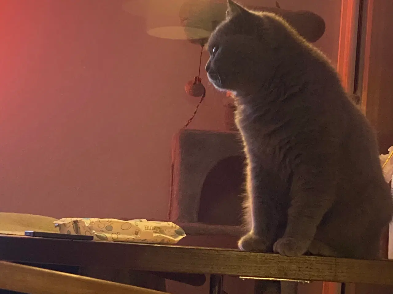 Billede 9 - Den sødeste Misse 🐱 