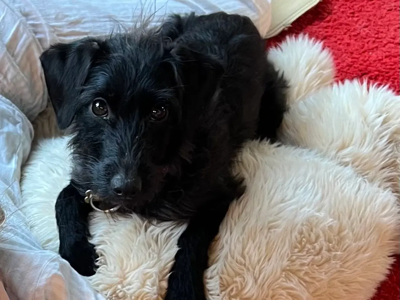 Billede 14 - Dværgpuddel blanding, foxpuddel, hvalpe