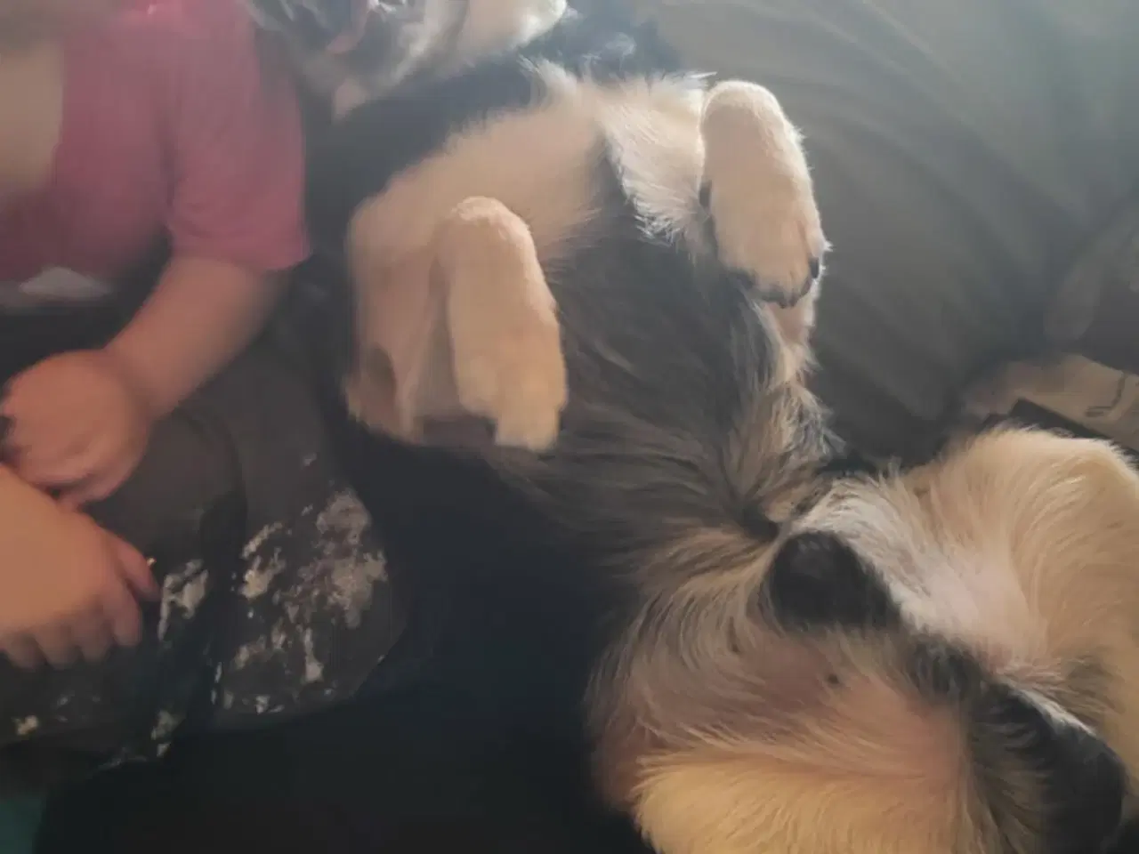 Billede 3 - Blandingshund 6 år gives væk