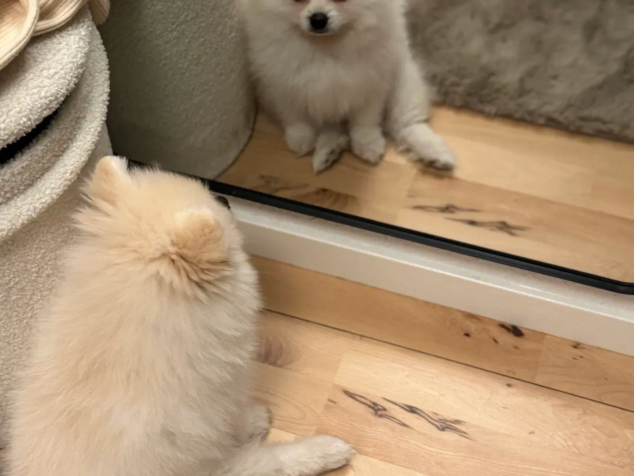 Billede 4 - Verdens sødeste Pomeranian dreng søger nyt hjem 💙