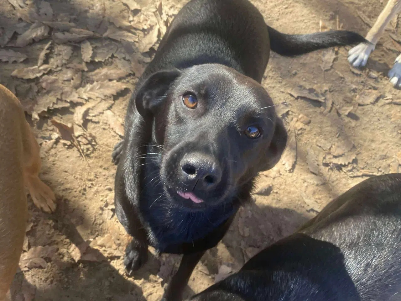 Billede 2 - Joey søger sit helt eget hjem❤️