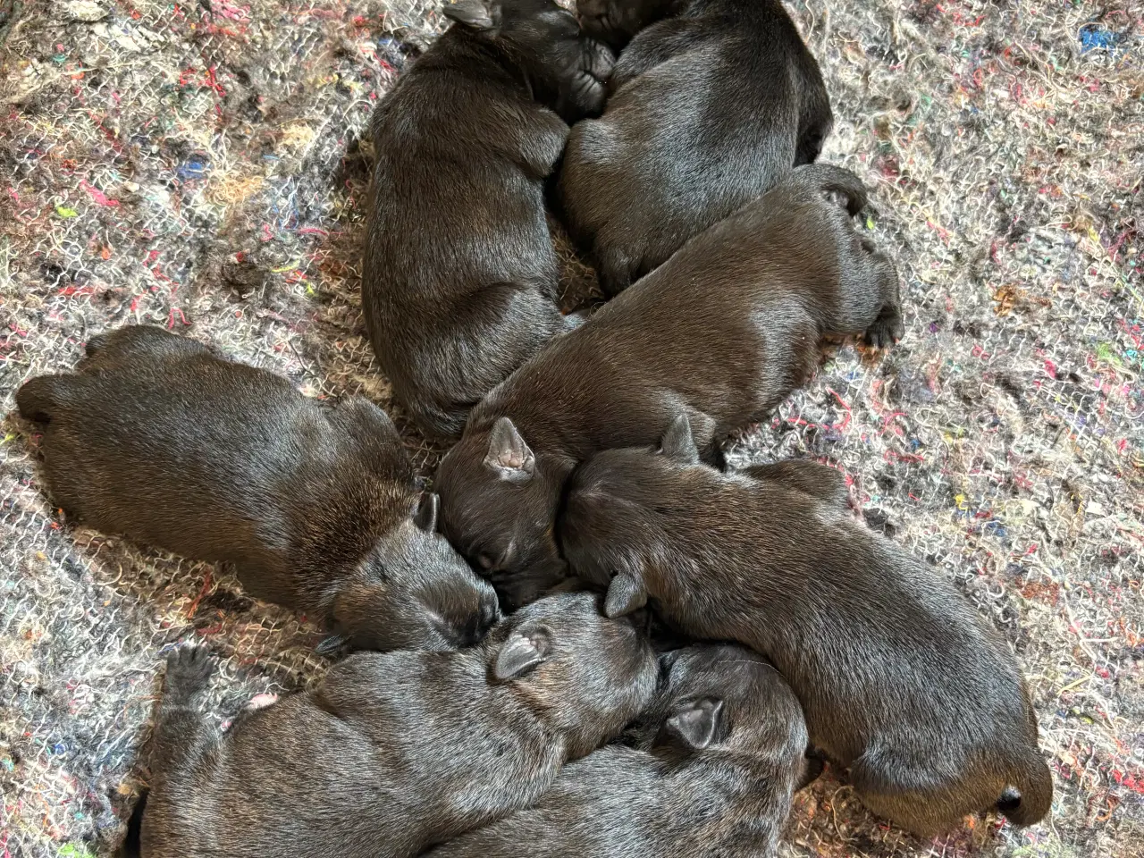 Billede 3 - Engelsk Staffordshire bull terrier 