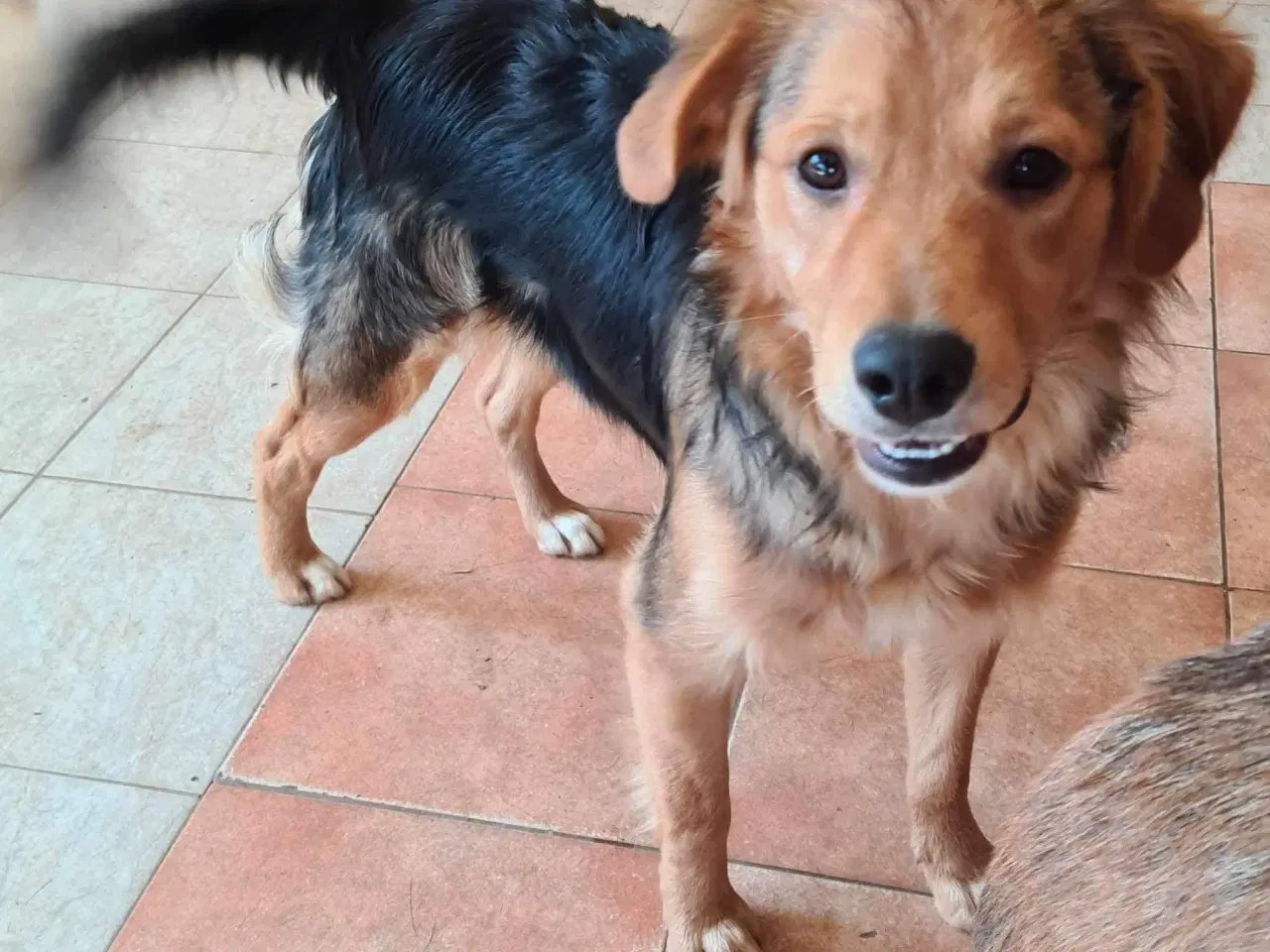 Billede 4 - Frodo til adoption! 🩵