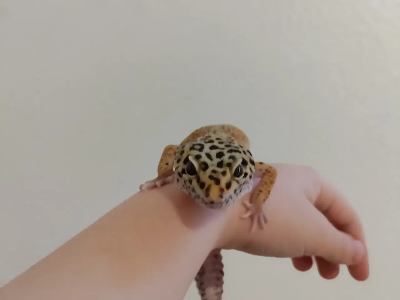 Billede 1 - Leopard gekko hun