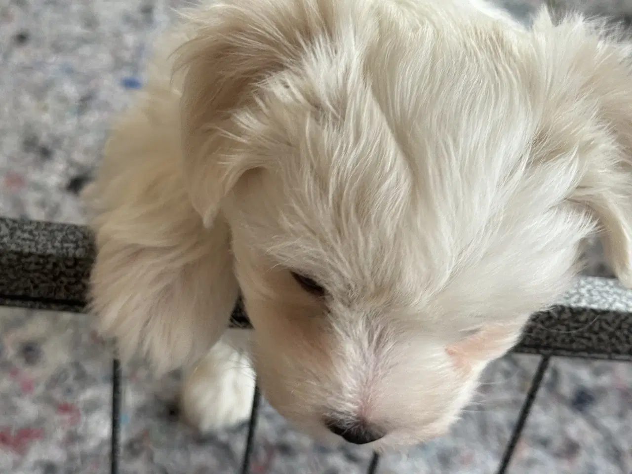Billede 6 - Bichon havanais hvalpe sælges