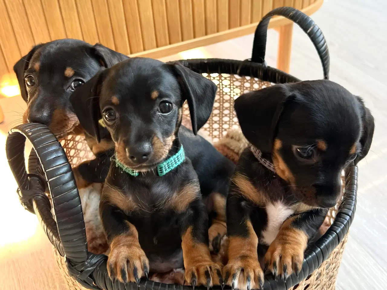 Billede 2 - Kun én lille charmebøf tilbage –chiweenie- hvalp s