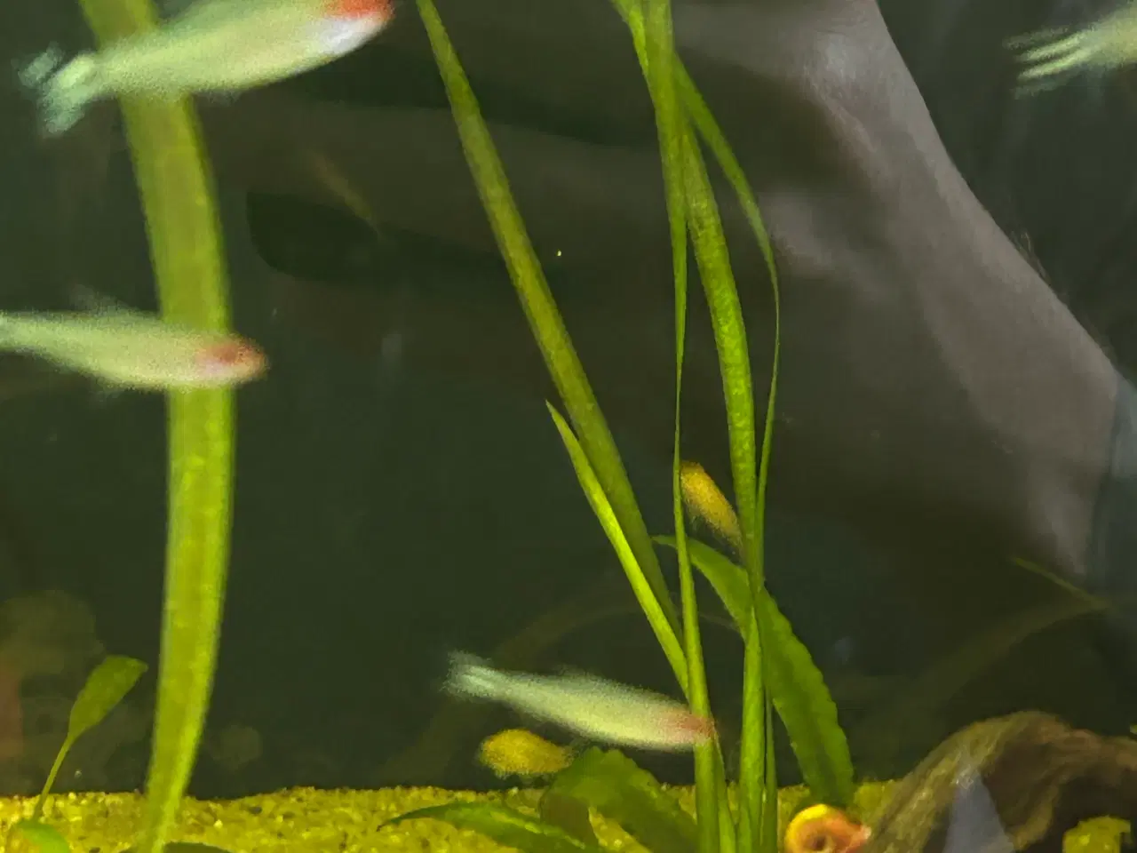 Billede 3 - 🔥🐟 Rødnæsetetra – perfekte stimefisk til akvarie