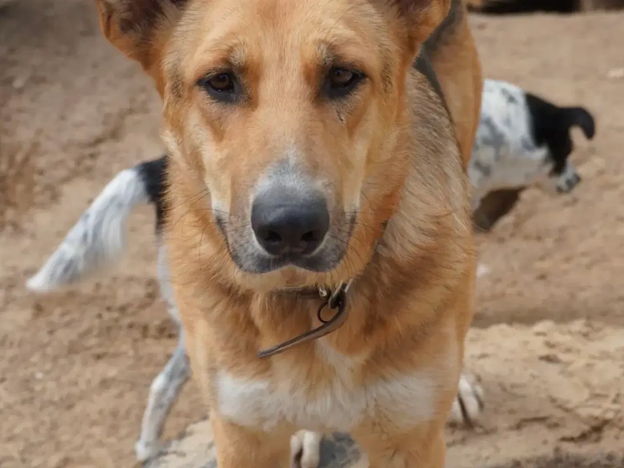 Billede 4 - Lillian søger sin hel egen familie