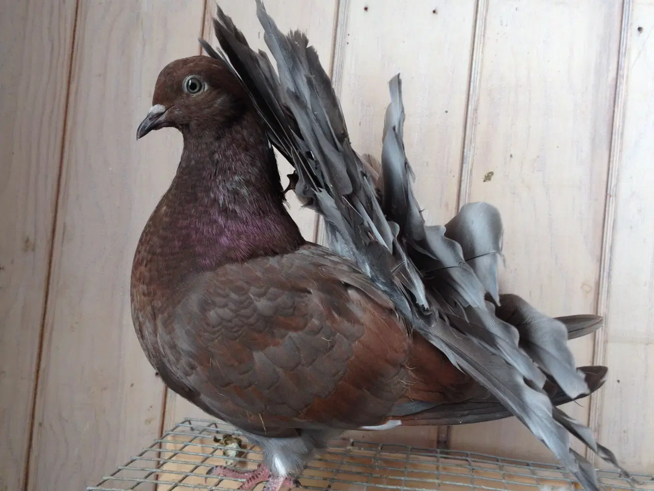 Billede 5 - 3 stk Højstjert duer sælges til 200kr