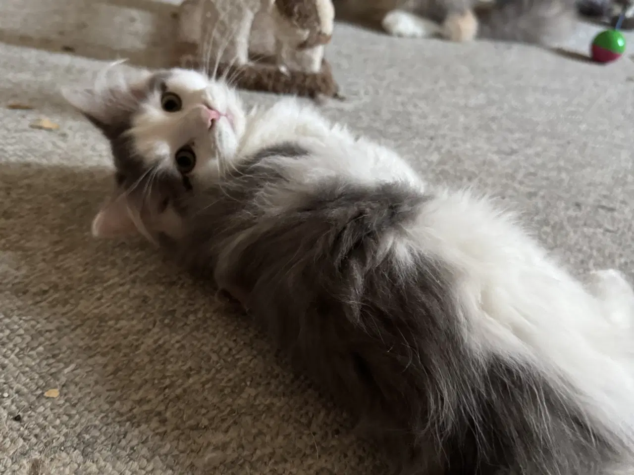 Billede 6 - Maine Coon blandings hankilling sælges 