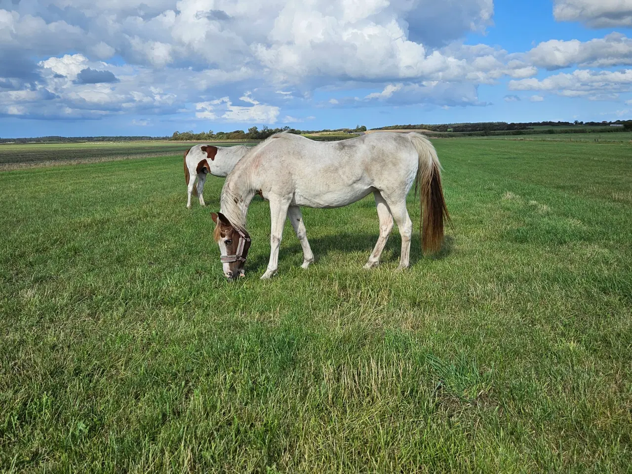 Billede 2 - Hoppe søger nyt hjem