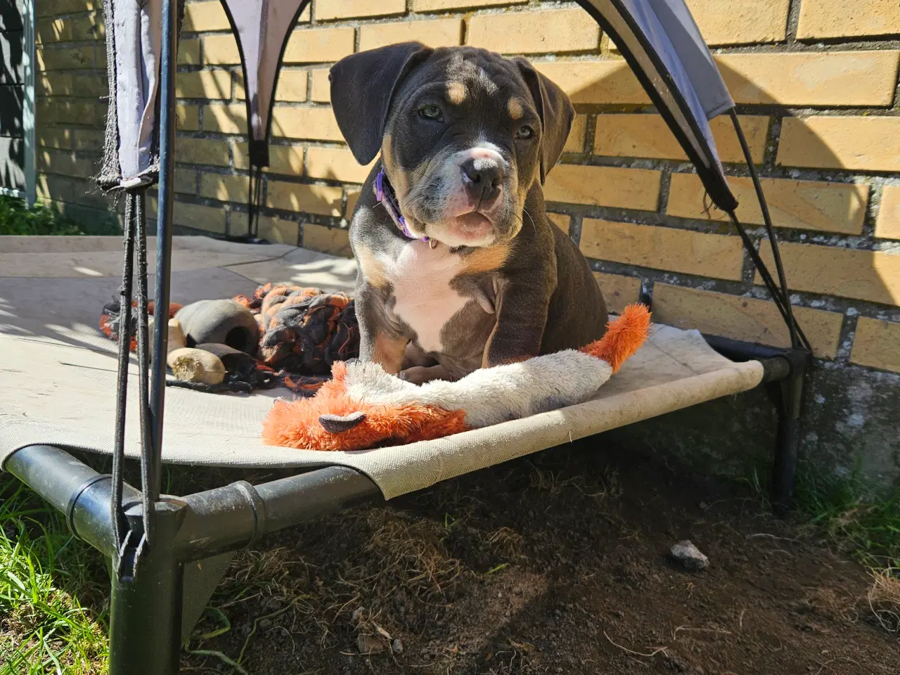 Billede 2 - American bully 
