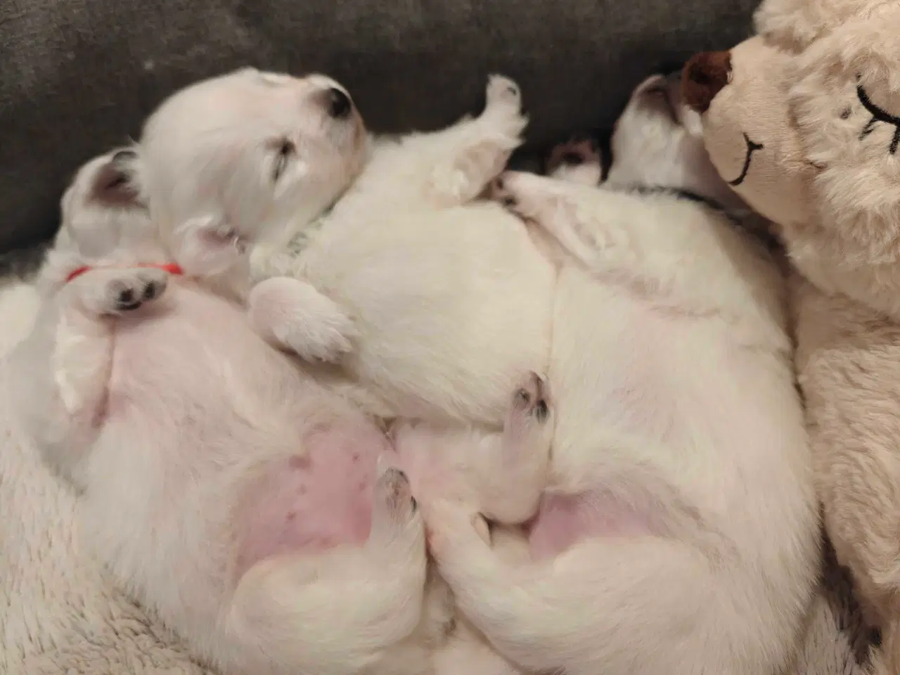 Billede 4 - Japansk spids hvalpe 