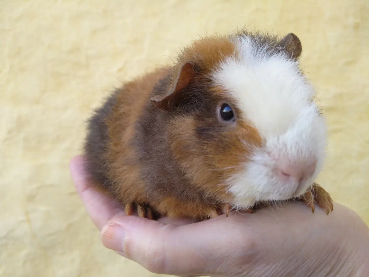 Billede 6 - 2 Teddy unger, halvbrødre 