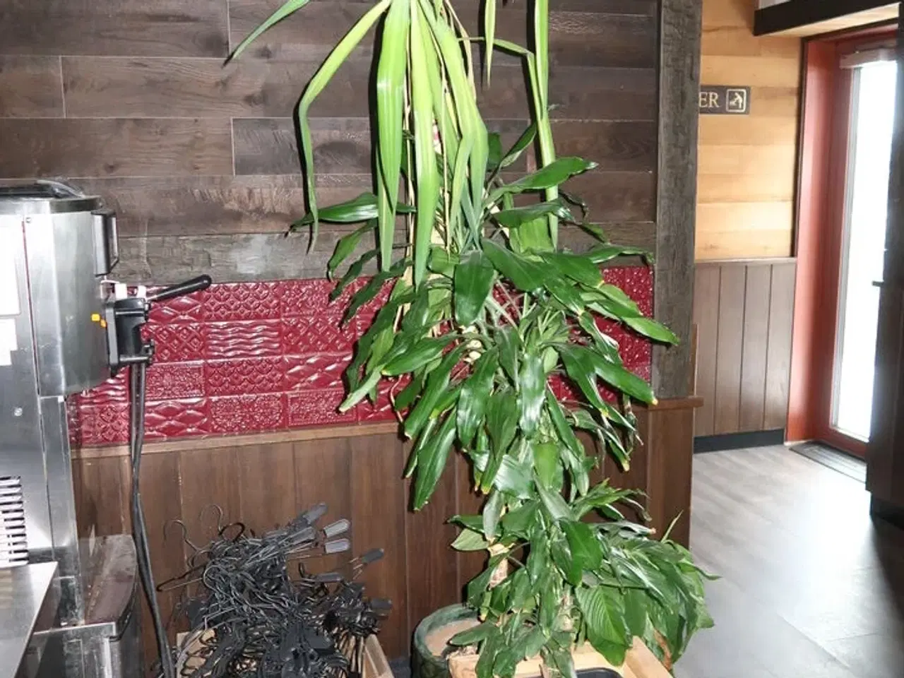 Billede 1 - Div. Planter i krukker m.m.