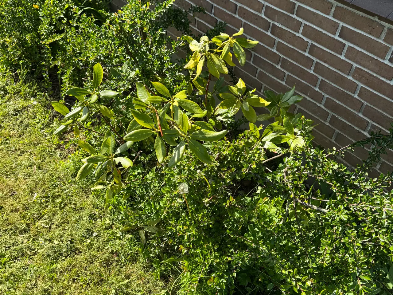 Billede 14 - Gratis planter