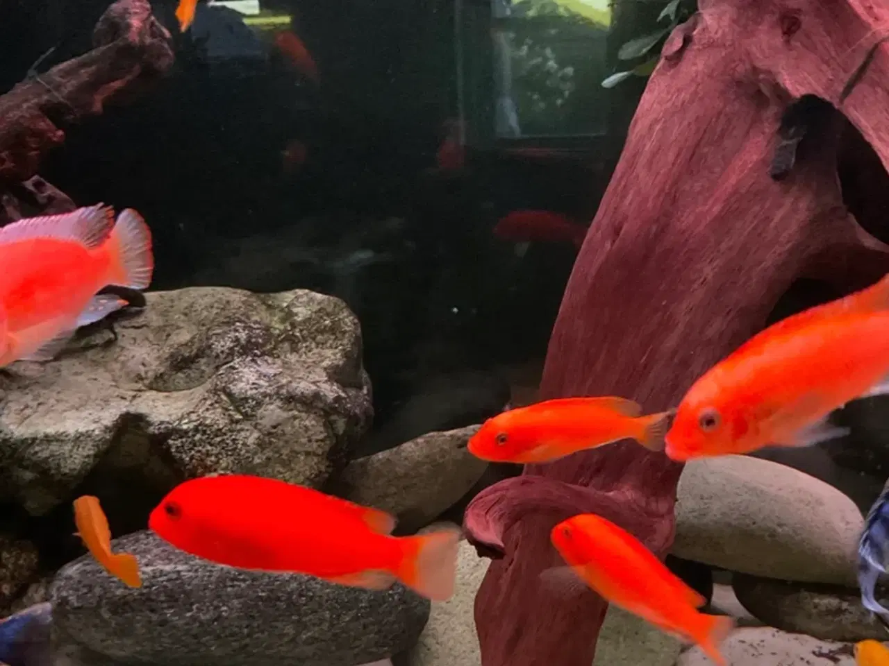 Billede 5 - Malawi super Red zebra utrolig smukke