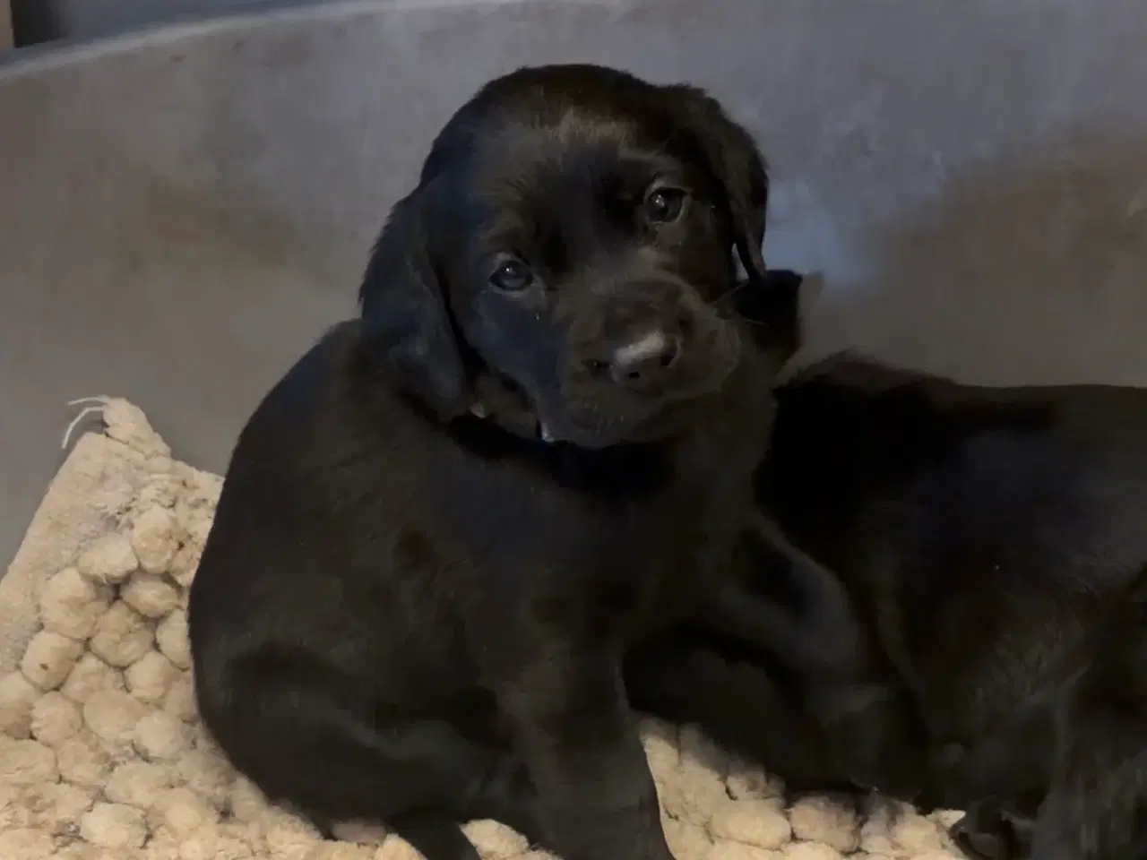 Billede 2 - Hvalpe- F1 labrador/Cocker spaniel