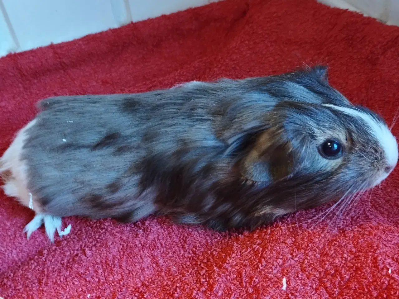 Billede 2 - 2 ægte sheltie drenge (brødre)