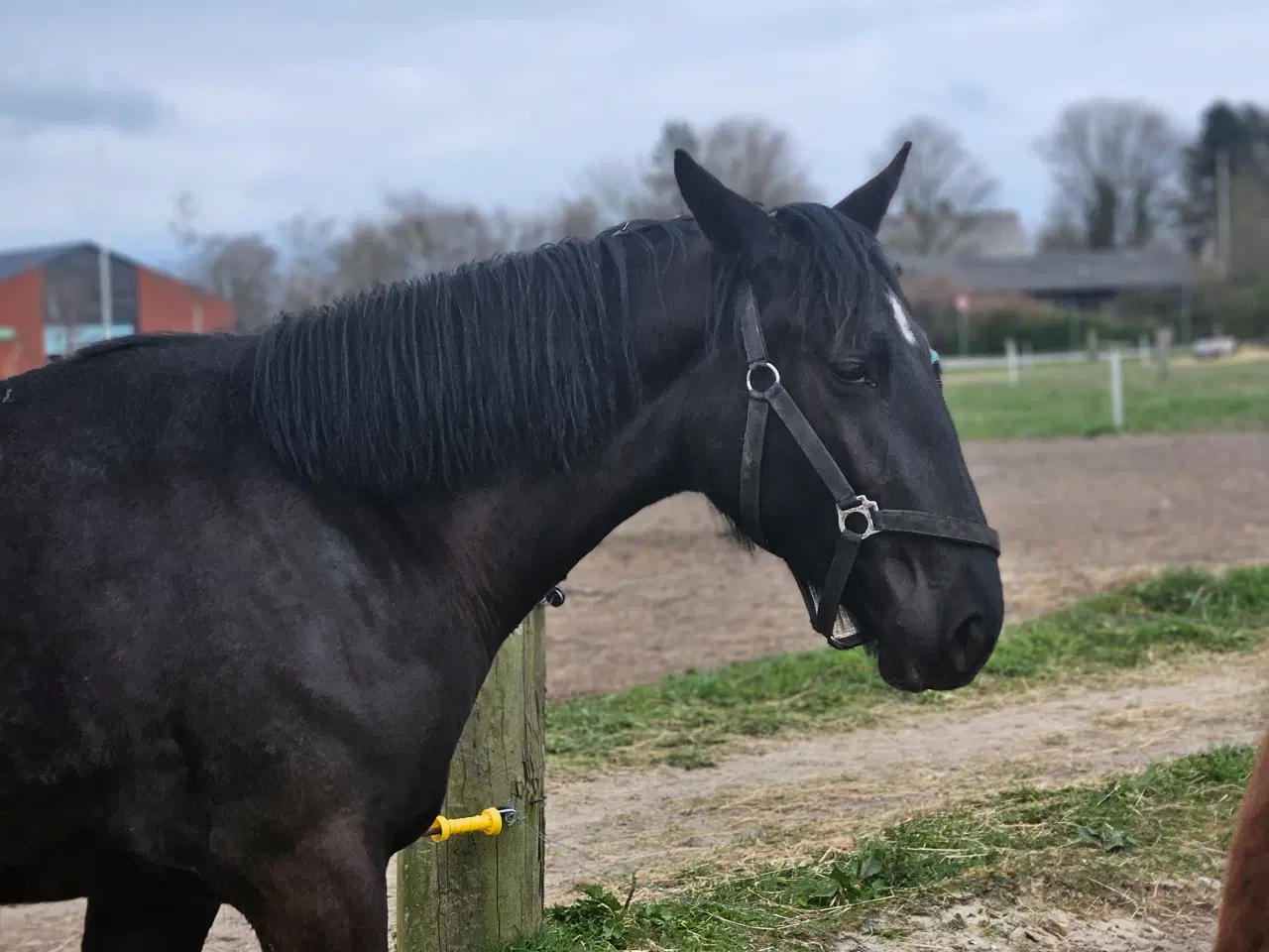 Billede 5 - Super smuk 2 års hoppe evt bytte