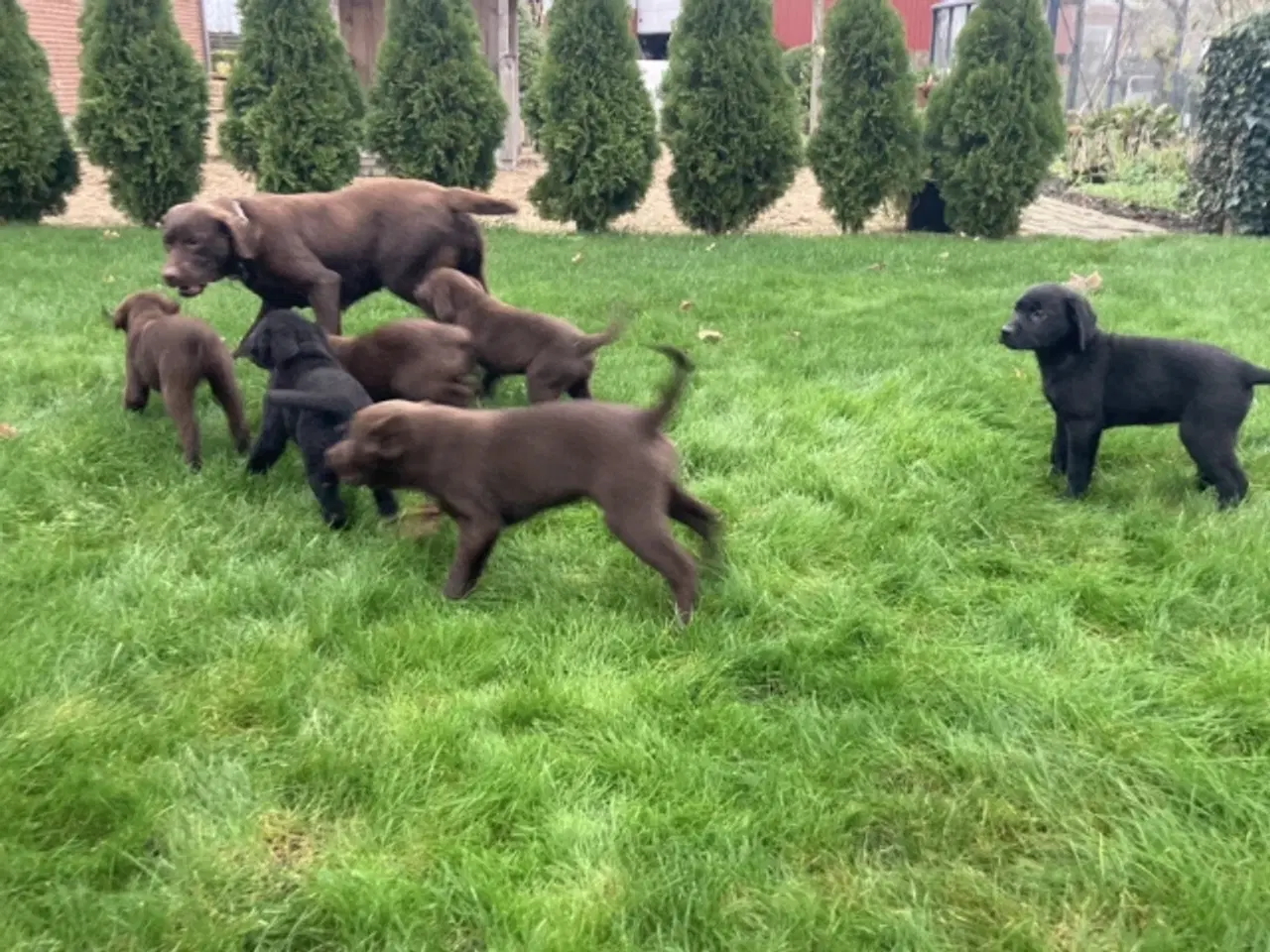 Billede 9 - Ægte labrador hvalpe sælges 