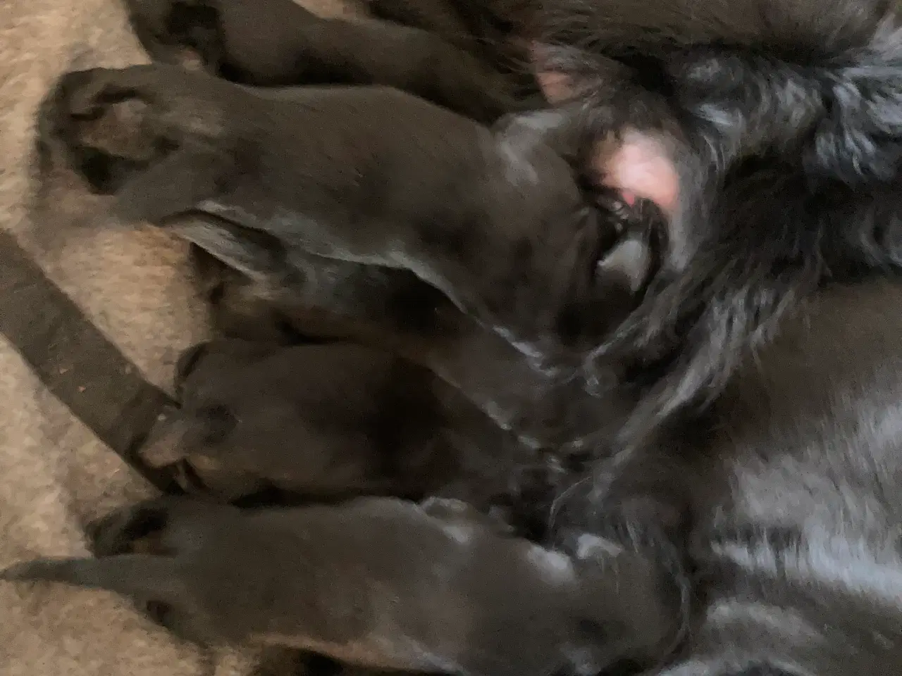 Billede 2 - Søde hvalpe 