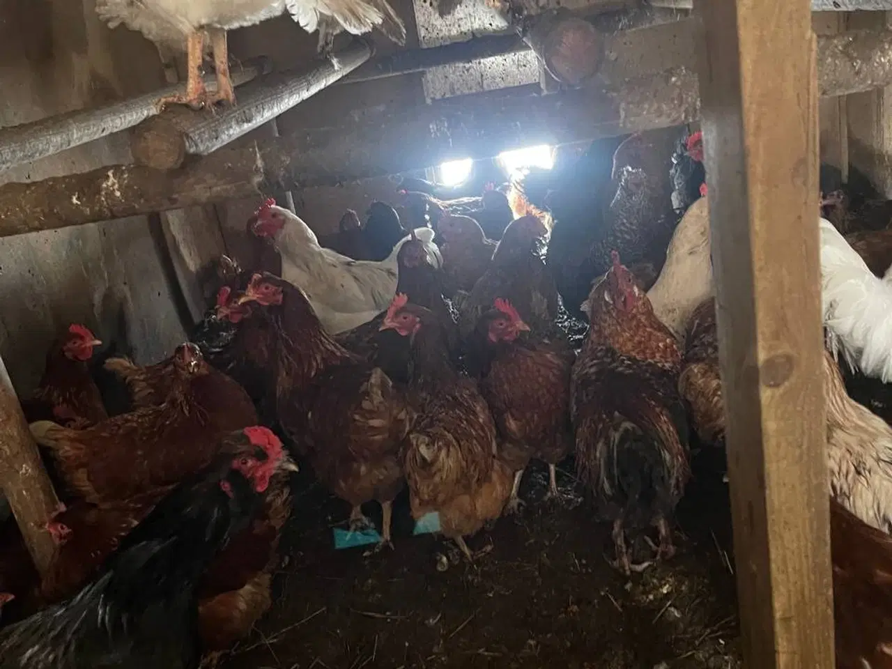 Billede 4 - Unge høns fra min farverige gruppe ud af 6818