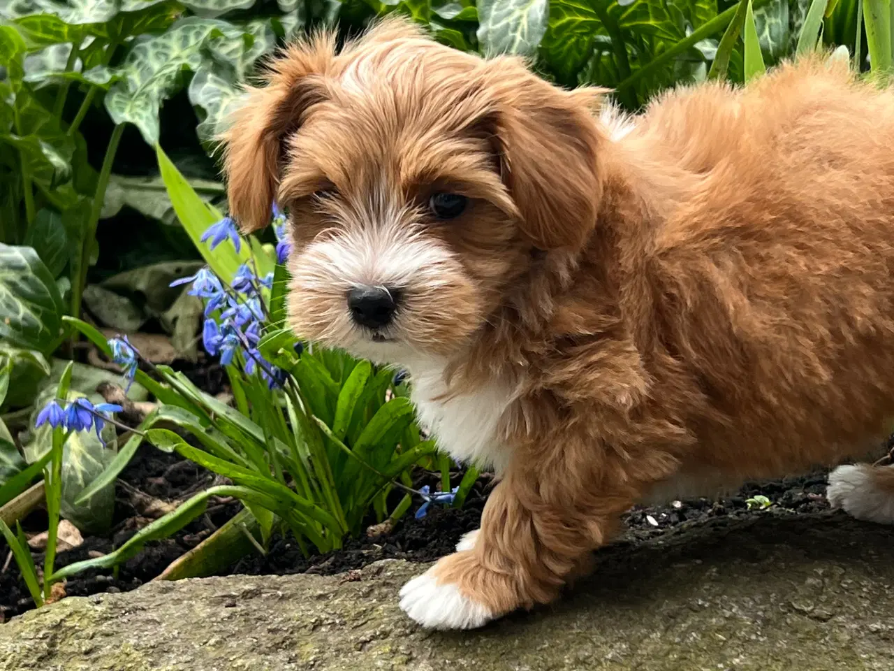 Billede 13 - Smuk Rød Bichon Havanais tilbydes avl.